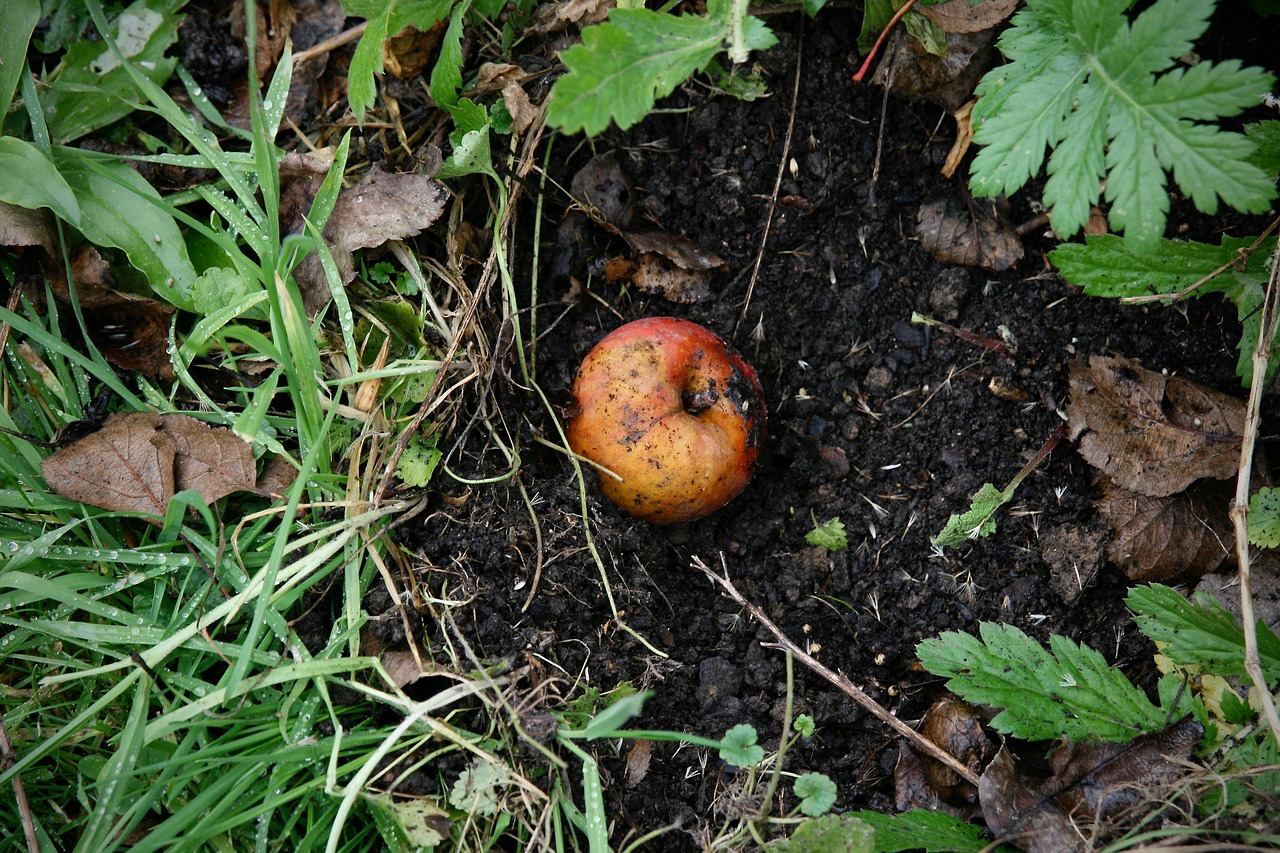 ingrédients pour alimenter un compost naturel