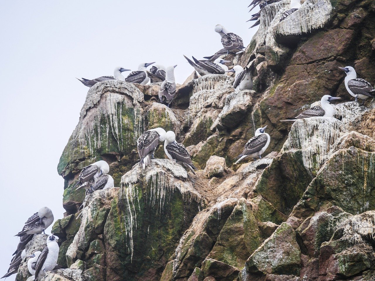 guano production, achat, prix bas