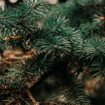 6 conseils pour composter votre sapin de Noël